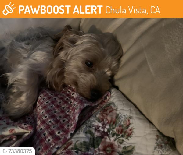 Found/Stray Male Dog last seen East J Street, Chula Vista, CA 91910