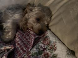 Found/Stray Male Dog last seen East J Street, Chula Vista, CA 91910