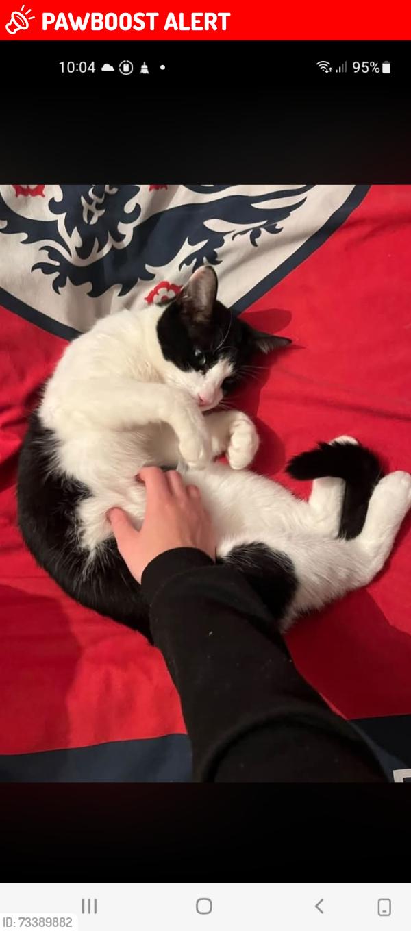 Lost Male Cat last seen St vincents close, Littlebourne, England CT3 1TY
