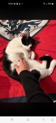 Lost Male Cat last seen St vincents close, Littlebourne, England CT3 1TY