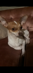Lost Male Dog last seen Vance Jackson & Englewood, San Antonio, TX 78213