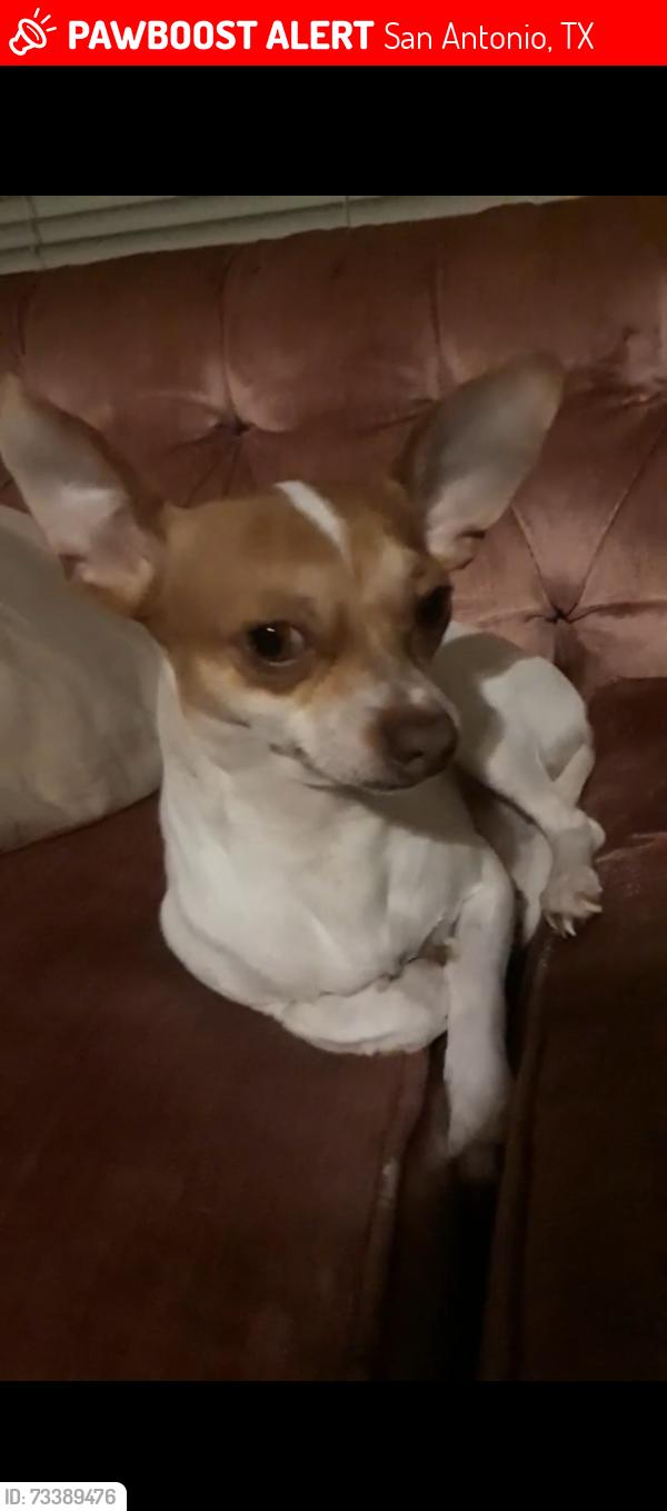 Lost Male Dog last seen Vance Jackson & Englewood, San Antonio, TX 78213
