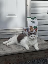 Lost Female Cat last seen near petro canada, Herring Cove, NS 