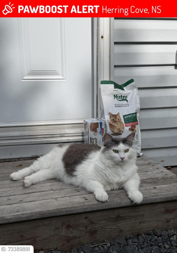 Lost Female Cat last seen near petro canada, Herring Cove, NS 