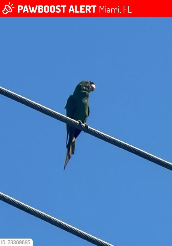 Lost Unknown Bird last seen Between North Miami Ave & 1st ave, Miami, FL 33127
