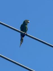 Lost Unknown Bird last seen Between North Miami Ave & 1st ave, Miami, FL 33127