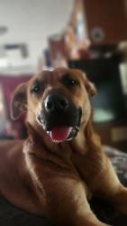 Reunited Female Dog last seen Gen7 Gas Station, Wallaceburg, ON N8A 4K9