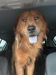 Reunited Male Dog last seen Laveen, Phoenix, AZ 85339