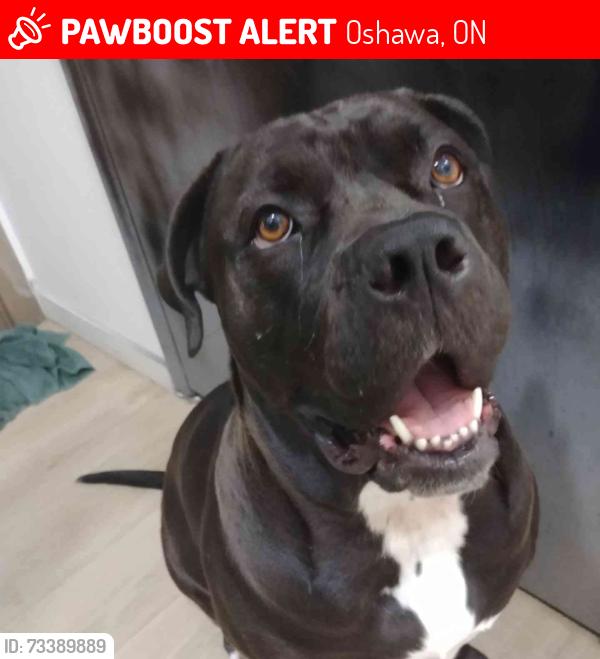 Lost Female Dog last seen Gibb st and park, Oshawa, ON 