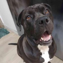 Lost Female Dog last seen Gibb st and park, Oshawa, ON 