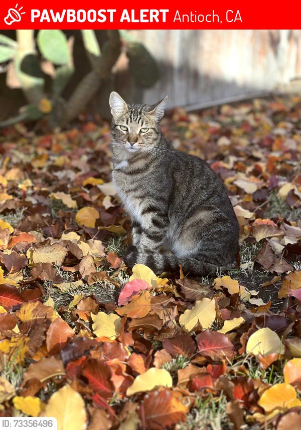 Lost Male Cat last seen Garden Court, Antioch, CA 94509