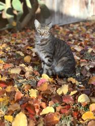 Lost Male Cat last seen Garden Court, Antioch, CA 94509