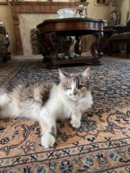 Reunited Female Cat last seen jarvis, wilcox, willowmont, San Jose, CA 95118