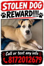 Lost Male Dog last seen Whitesettlement Rd and Judd St, White Settlement, TX 76108