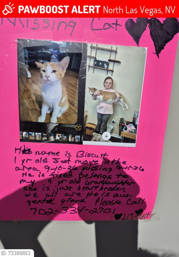 Lost Male Cat last seen Azure and tropical, North Las Vegas, NV 89081