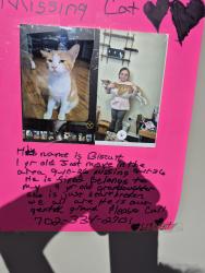 Lost Male Cat last seen Azure and tropical, North Las Vegas, NV 89081