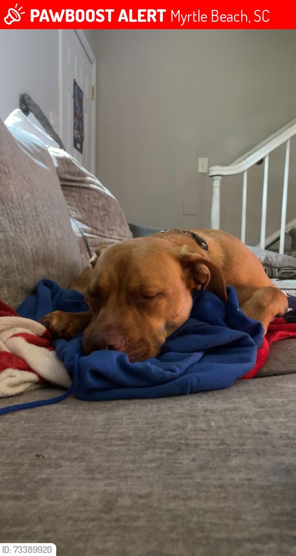 Lost Female Dog last seen Mrytle Beach, SC, Myrtle Beach, SC 29577
