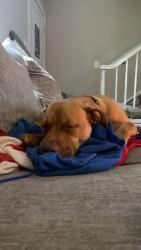 Lost Female Dog last seen Mrytle Beach, SC, Myrtle Beach, SC 29577