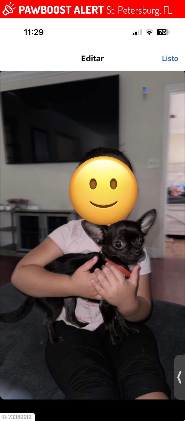Lost Female Dog last seen Near 9th ave S, St. Petersburg, FL 33705