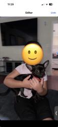 Lost Female Dog last seen Near 9th ave S, St. Petersburg, FL 33705