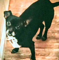Lost Female Dog last seen Near snyder lane, Rohnert Park, CA 94928