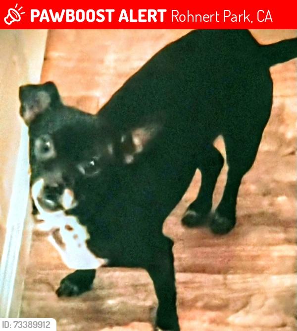 Lost Female Dog last seen Near snyder lane, Rohnert Park, CA 94928