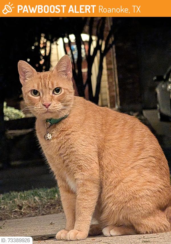 Found/Stray Unknown Cat last seen My hse, Roanoke, TX 76262