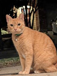 Found/Stray Unknown Cat last seen My hse, Roanoke, TX 76262
