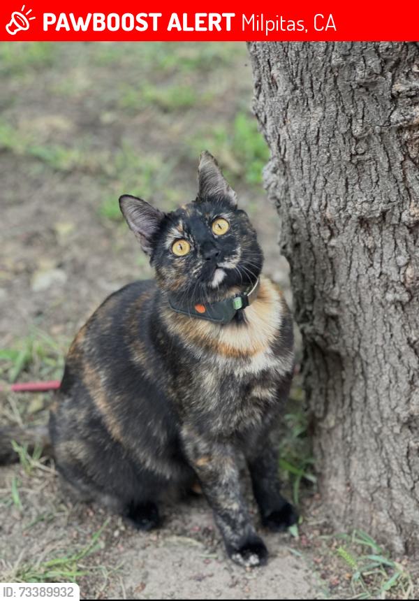 Lost Female Cat last seen Albert augustine park, Milpitas, CA 95035