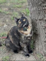 Lost Female Cat last seen Albert augustine park, Milpitas, CA 95035