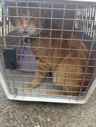 Reunited Male Cat last seen Lantana road, Greenacres, FL 33463