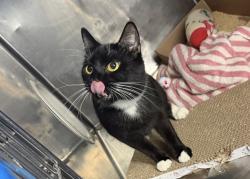 Shelter Stray Female Cat last seen Near E 153rd Street, BRONX, NY, 10451, 326 E 110th St, New York, NY 10029, USA