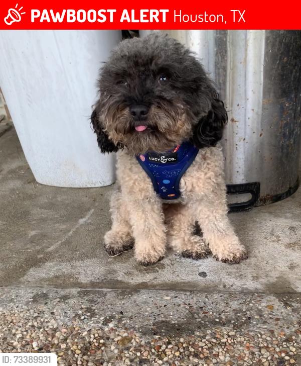 Lost Male Dog last seen Imperial Grove Dr, Houston, TX 77066