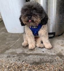 Lost Male Dog last seen Imperial Grove Dr, Houston, TX 77066