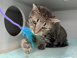 Shelter Stray Male Cat last seen Near W 131 Street, NEW YORK, NY, 10027, 326 E 110th St, New York, NY 10029, USA