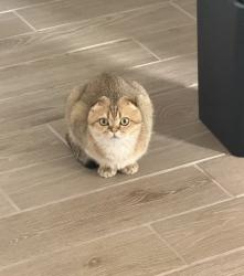Lost Female Cat last seen thompson and hunt hwy, Queen Creek, AZ 85142
