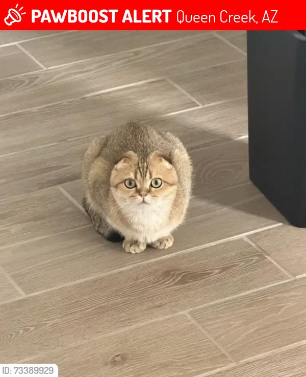 Lost Female Cat last seen thompson and hunt hwy, Queen Creek, AZ 85142