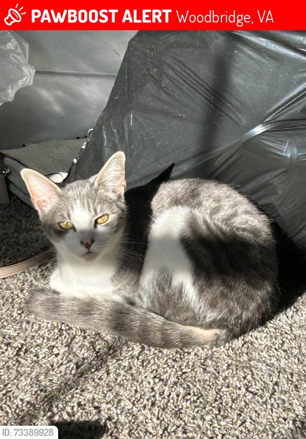Lost Female Cat last seen Beau ridge ests / cardinal forest, Woodbridge, VA 22193