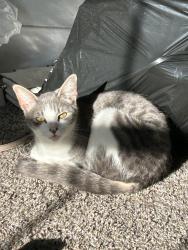 Lost Female Cat last seen Beau ridge ests / cardinal forest, Woodbridge, VA 22193