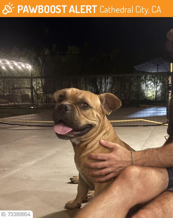 Found/Stray Male Dog last seen San Jacinto road, Cathedral City, CA 92235