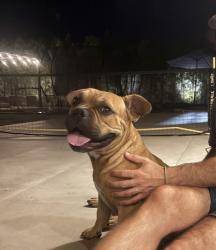 Found/Stray Male Dog last seen San Jacinto road, Cathedral City, CA 92235