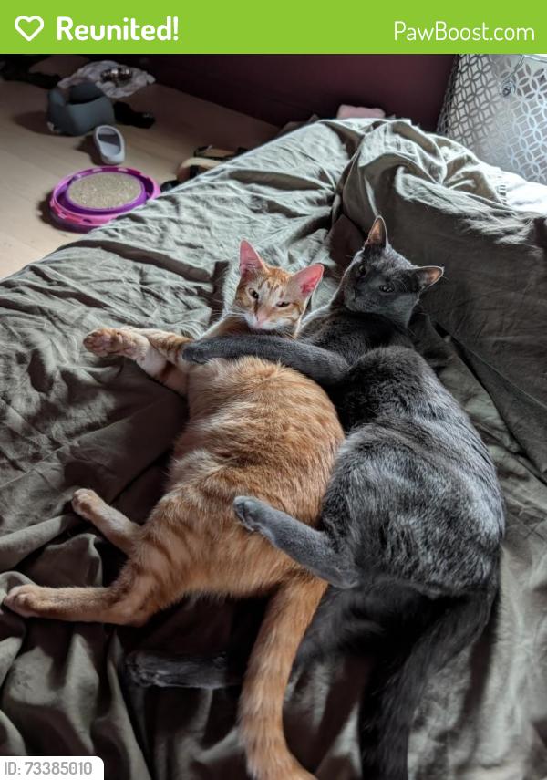 Reunited Male Cat last seen N Whitehall Rd & Sterigere St, Norristown, PA 19403