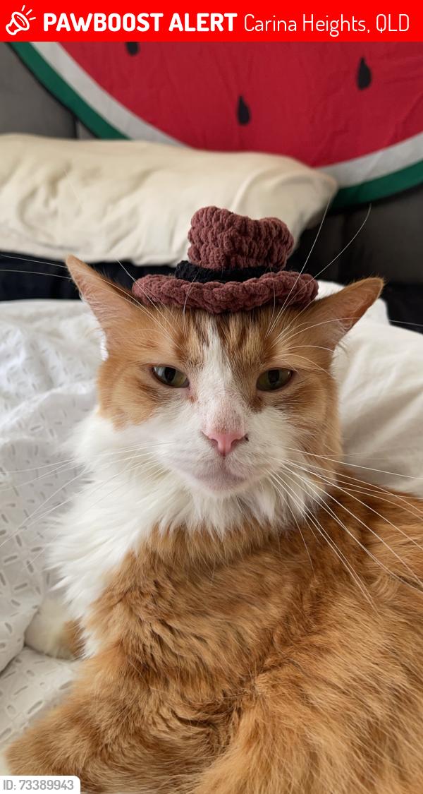 Lost Male Cat last seen Carindale Westfield, Carina Heights, QLD 4152