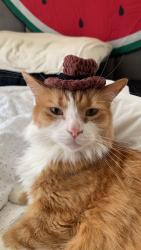 Lost Male Cat last seen Carindale Westfield, Carina Heights, QLD 4152