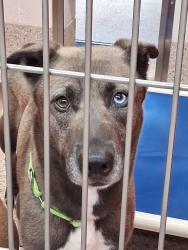 Lost Female Dog last seen Silverbell and sweetwater, Tucson, AZ 85745