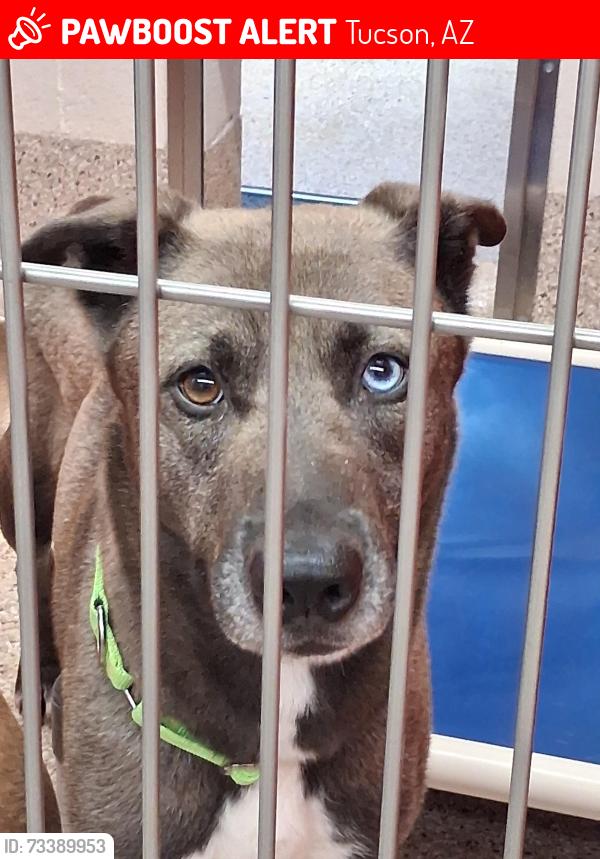 Lost Female Dog last seen Silverbell and sweetwater, Tucson, AZ 85745