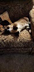 Lost Female Cat last seen Near W. Main St Savannah, Ohio, 44874, Savannah, OH 44874