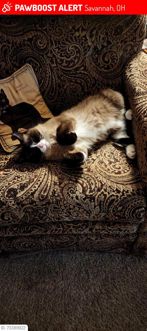 Lost Female Cat last seen Near W. Main St Savannah, Ohio, 44874, Savannah, OH 44874