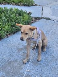 Found/Stray Male Dog last seen Blosson Hill, San Jose, CA 95123