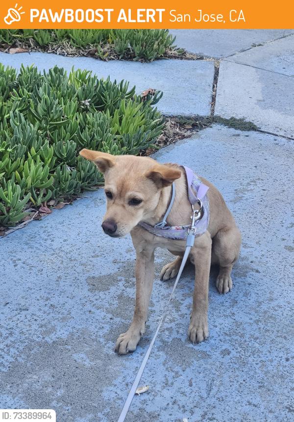 Found/Stray Male Dog last seen Blosson Hill, San Jose, CA 95123
